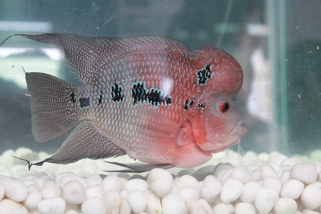 flowerhorn fish