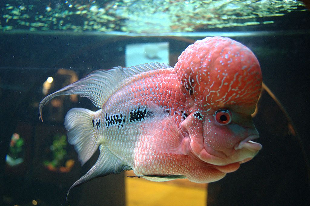 Flowerhorn Fish Keeping The Ultimate Care, Diet, & Breeding Guide