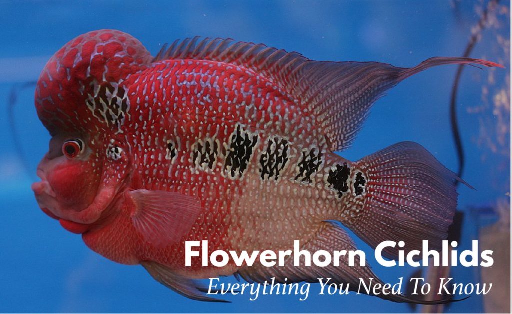 Flowerhorn Cichlid 