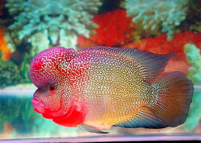 flowerhorn species