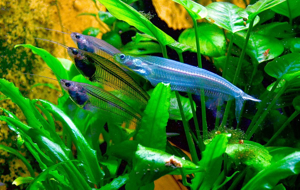 Glass Catfish