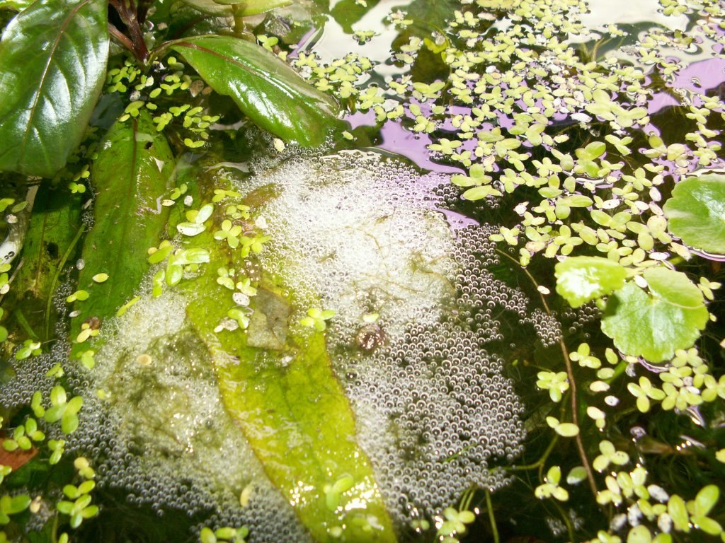 gourami bubble nest