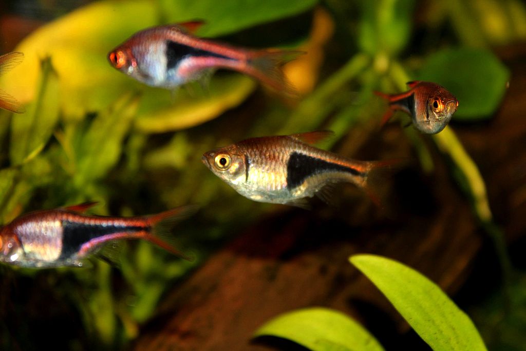 harlequin rasboras