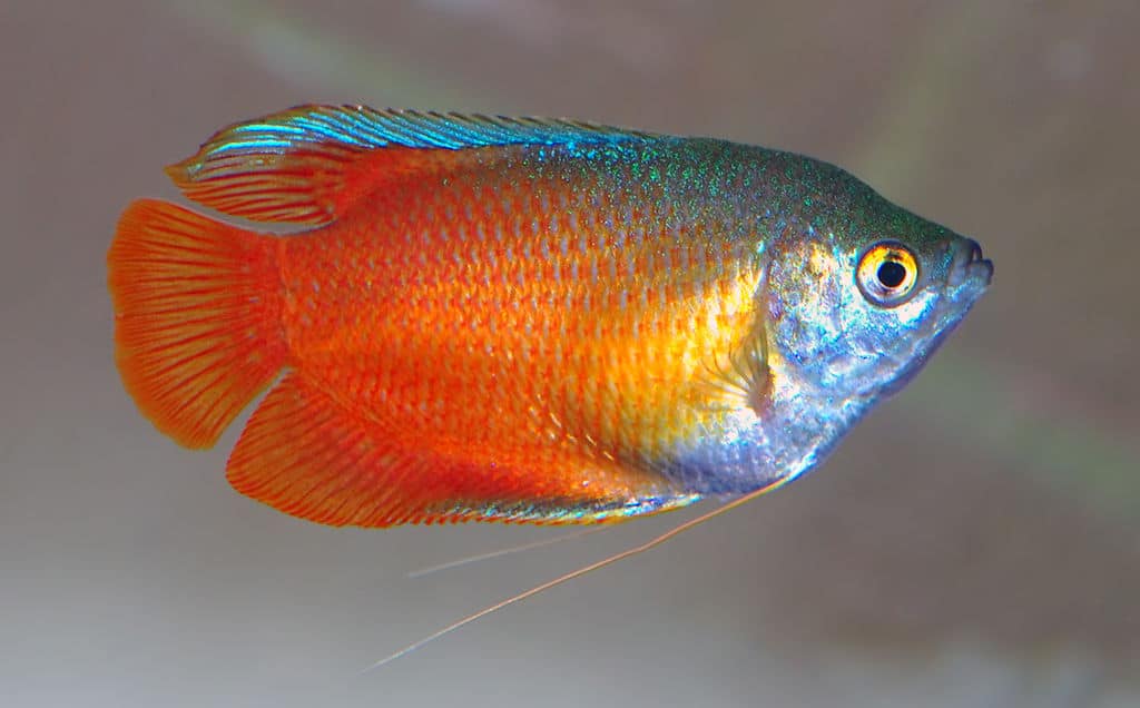 Dwarf Gourami The Ultimate Care, Diet, Setup, & Breeding Guide