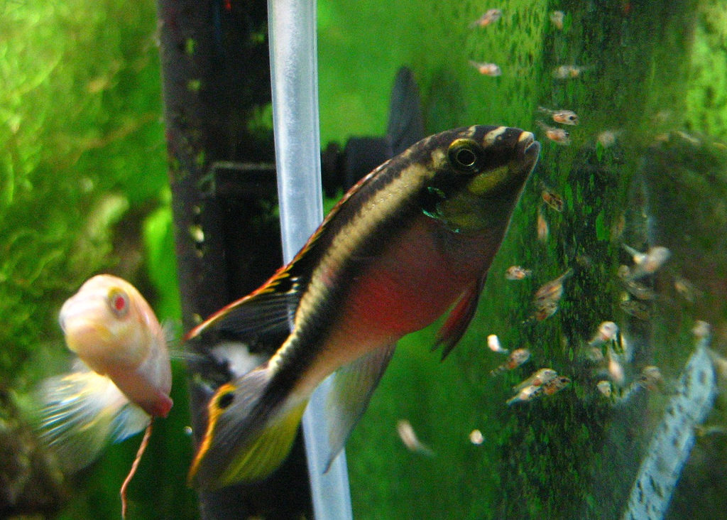 kribensis breeding