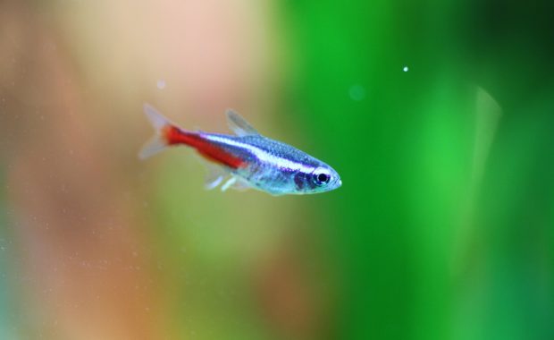 neon tetra