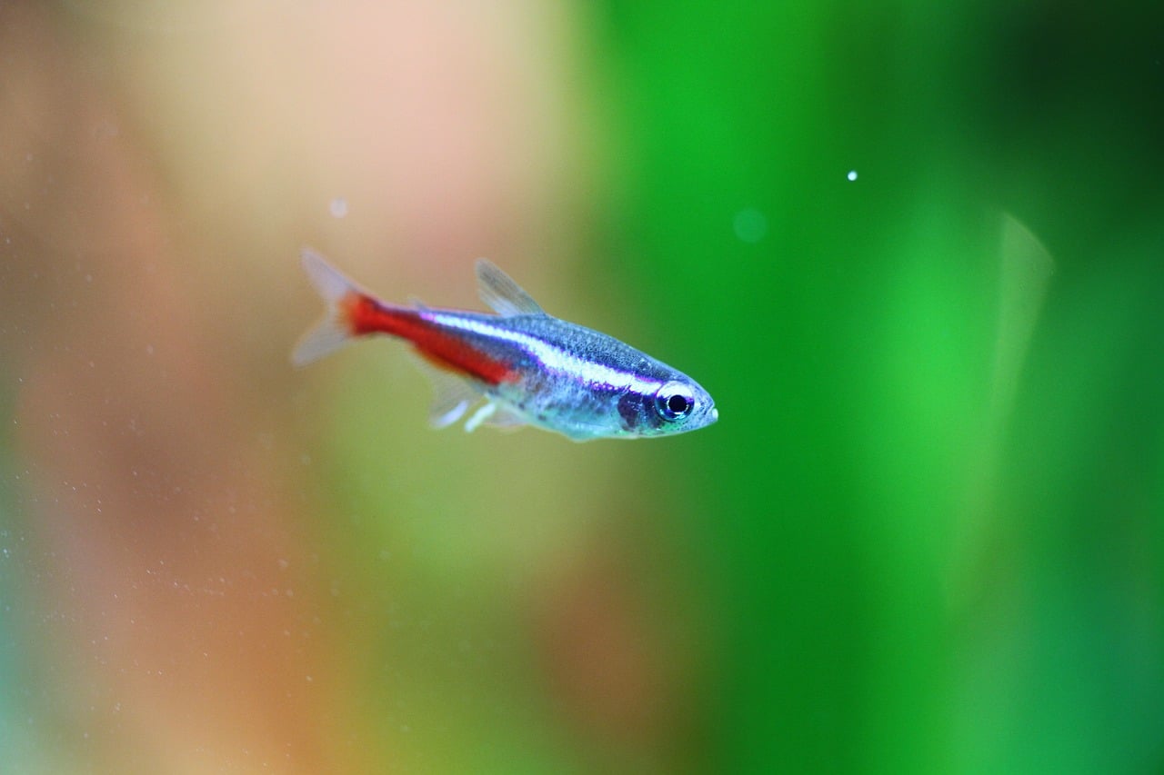 neon tetra fish food