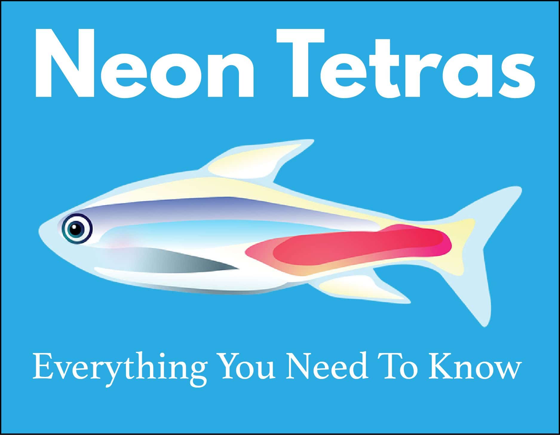 neon tetra fish food