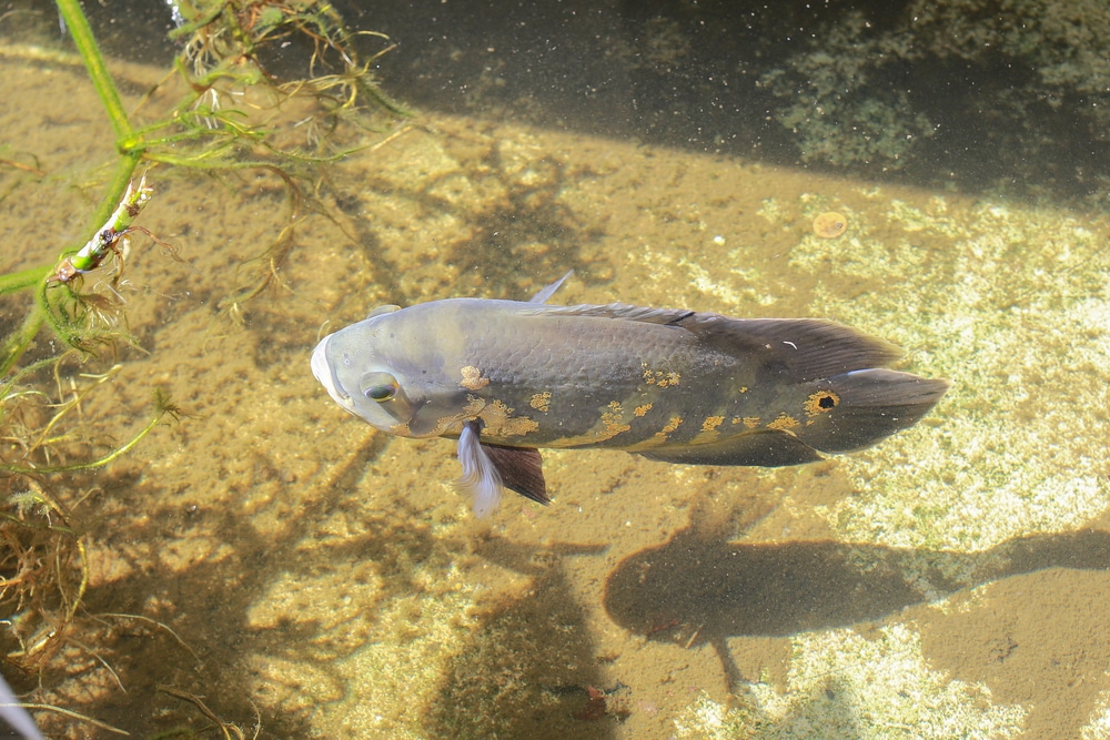 Oscar fish in nature