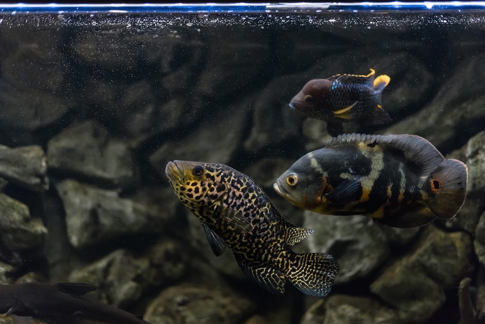 oscar cichlid with jack dempsey