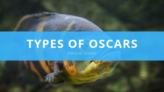 The Ultimate Oscar Fish Guide Care Diet Setup Breeding