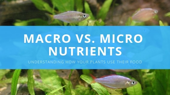 aquarium plant nutrients