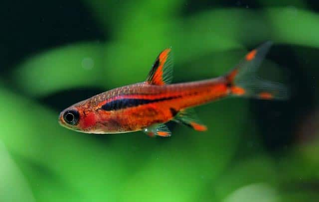 mesquite rasbora