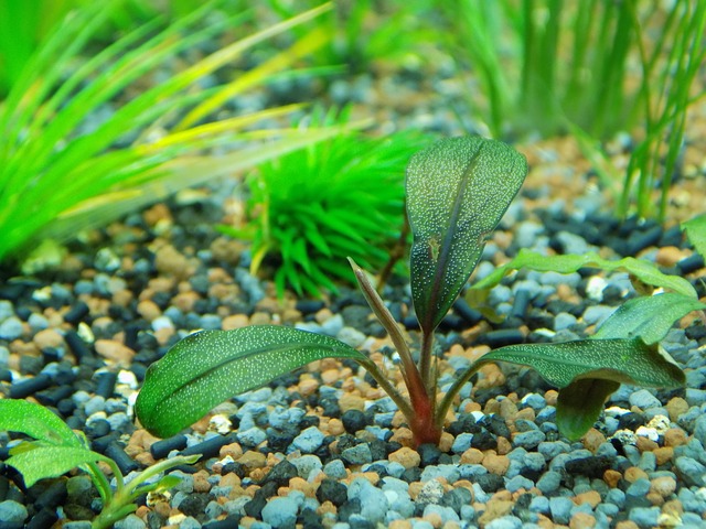 aquarium fertilizer root tabs