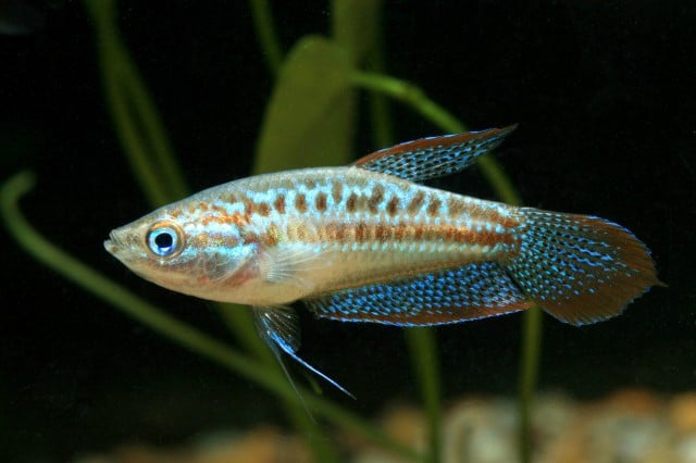 sparkling gourami