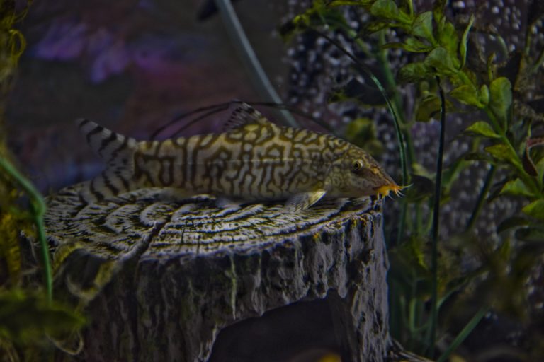 11 Awesome Bottom Feeder Fish for Your Freshwater Aquarium