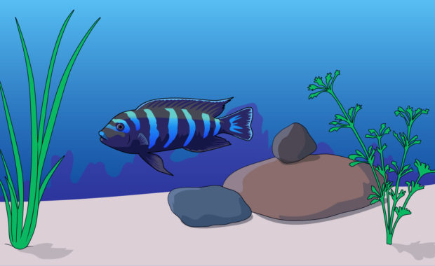 african cichlids