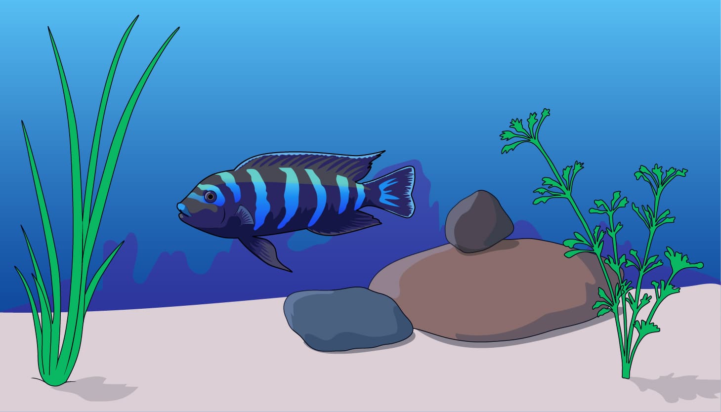 aquarium cichlids types