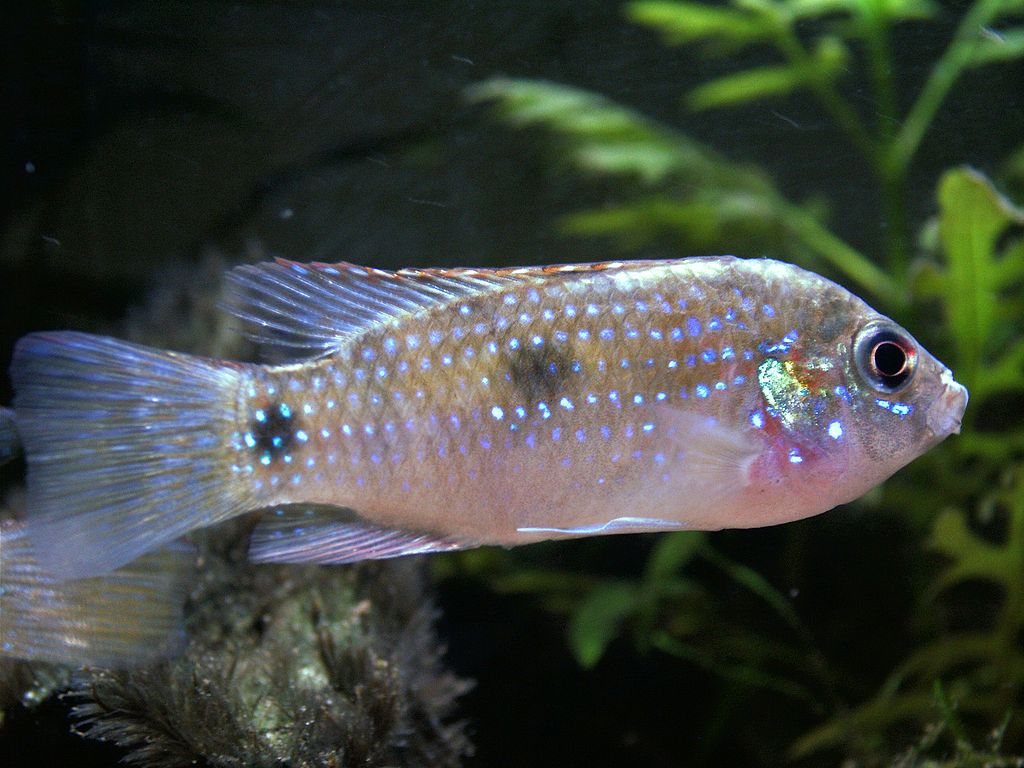 Anomalochromis thomasi