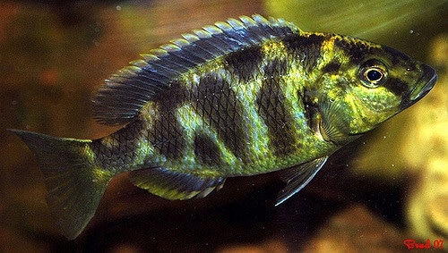 Venustus cichlid