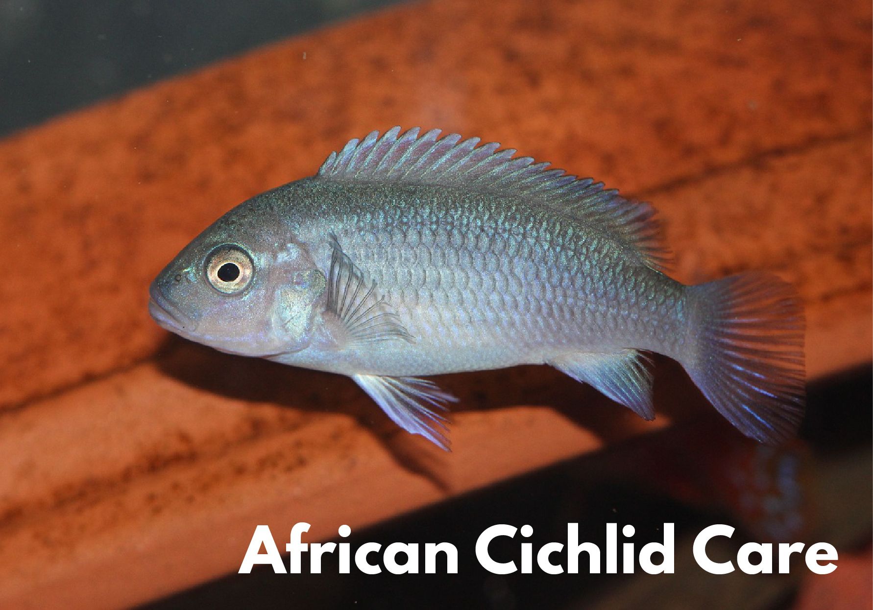 african cichlid care