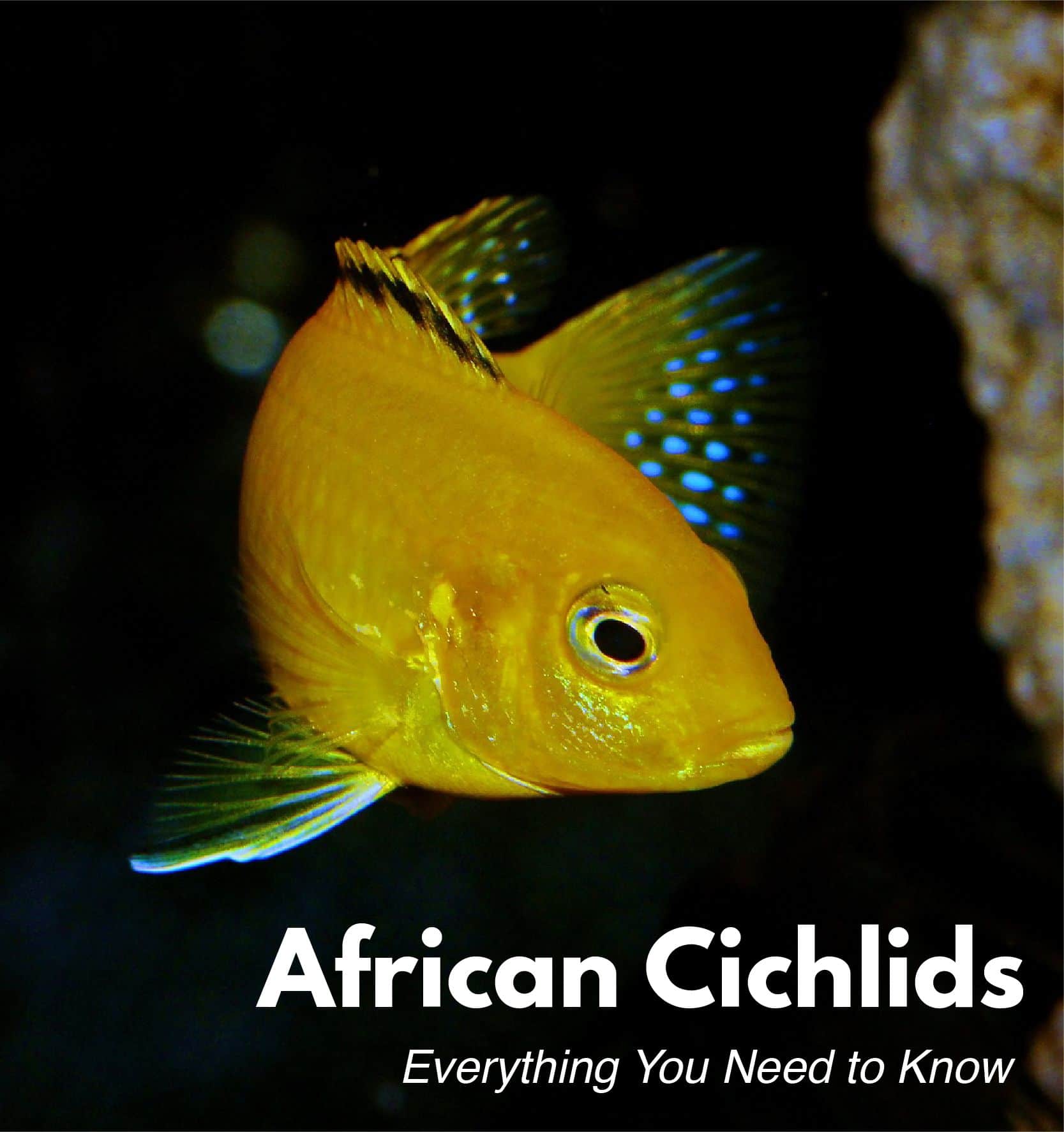 African Cichlids Size Chart