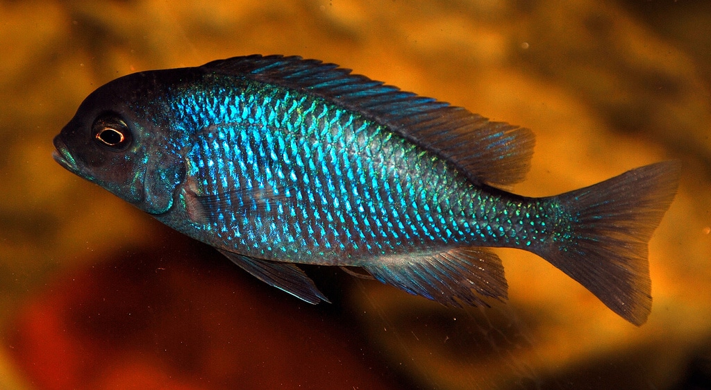 blue dolphin cichlid