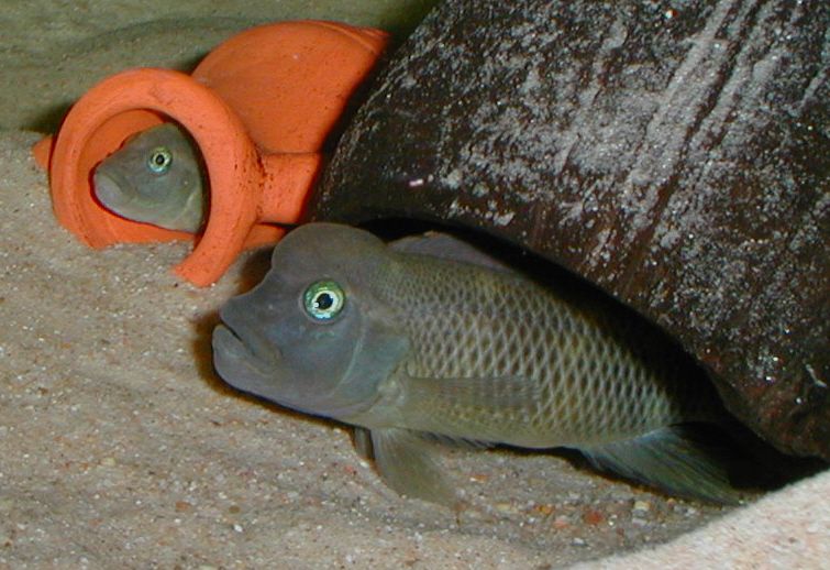 buffalo head cichlid