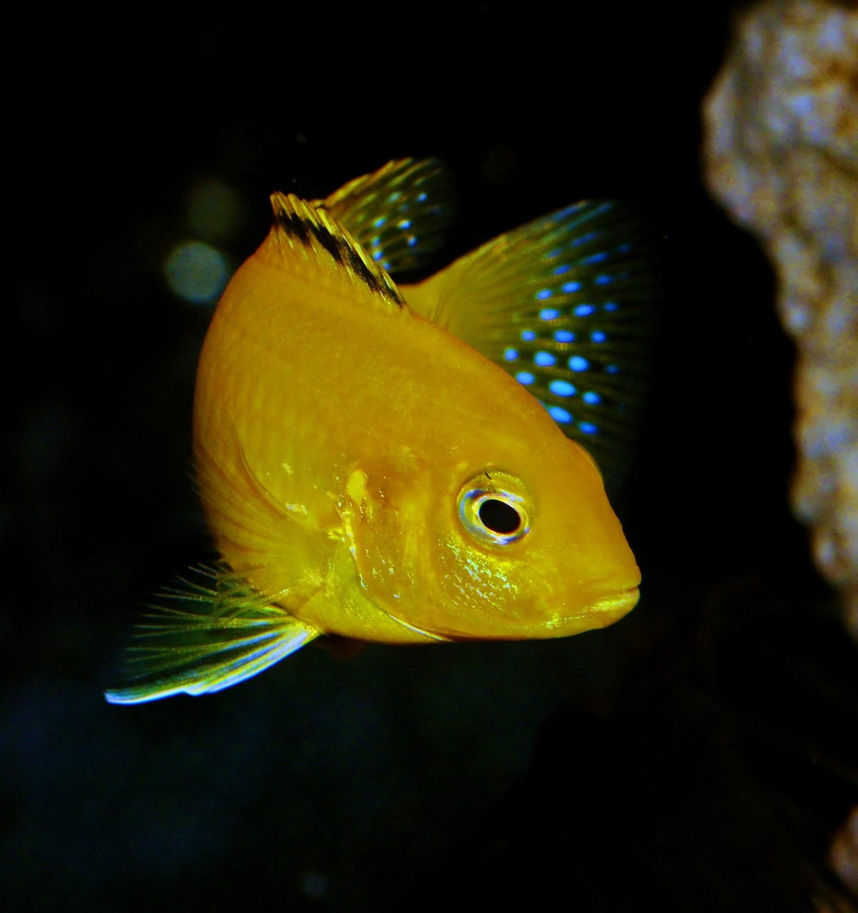 electric yellow cichlid