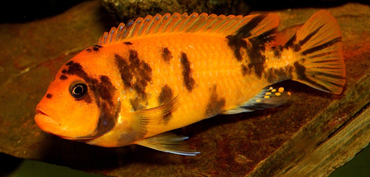 prange zebra cichlid