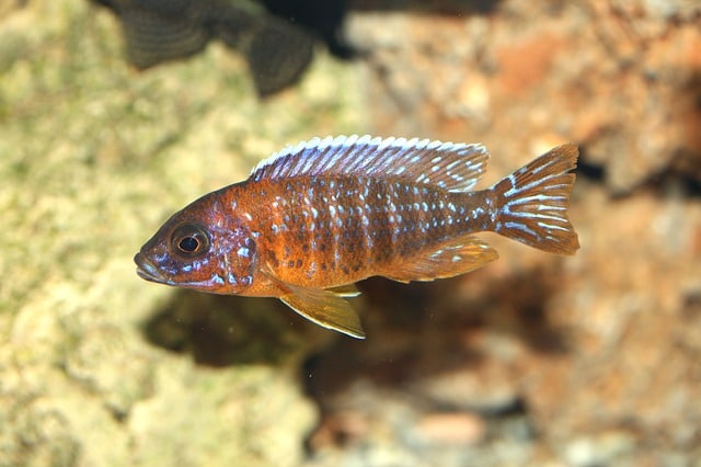 african peacock cichlid