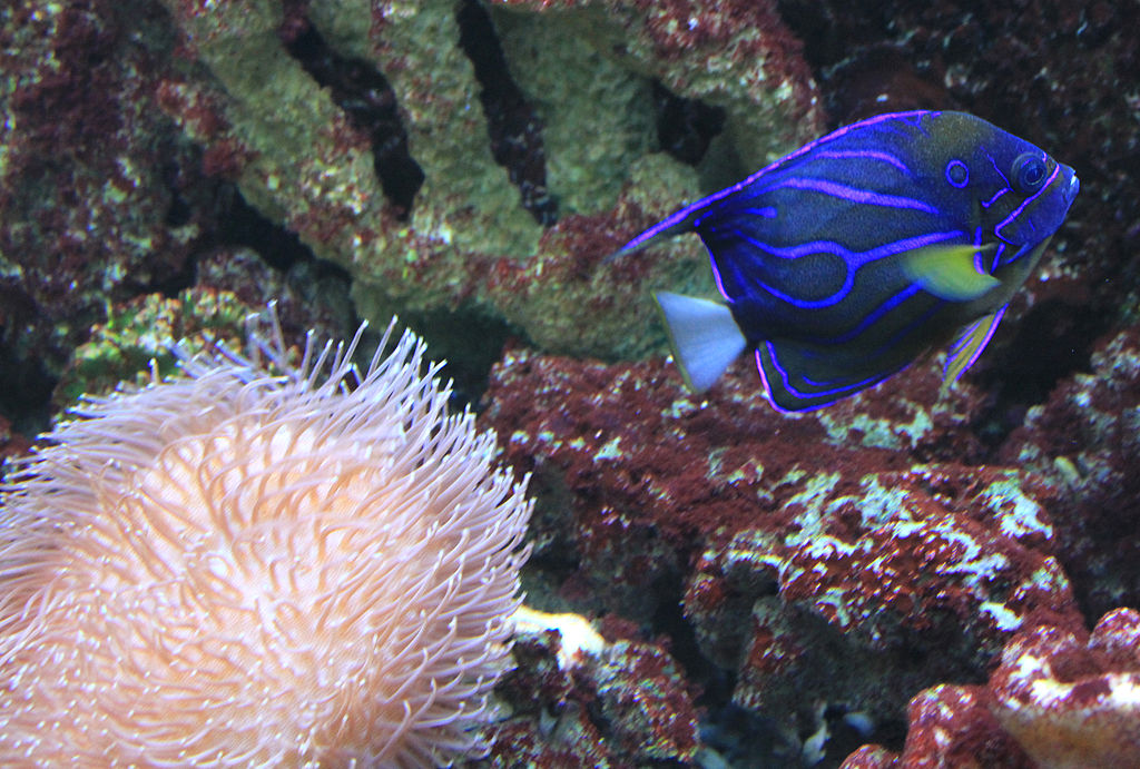 Annularis angelfish