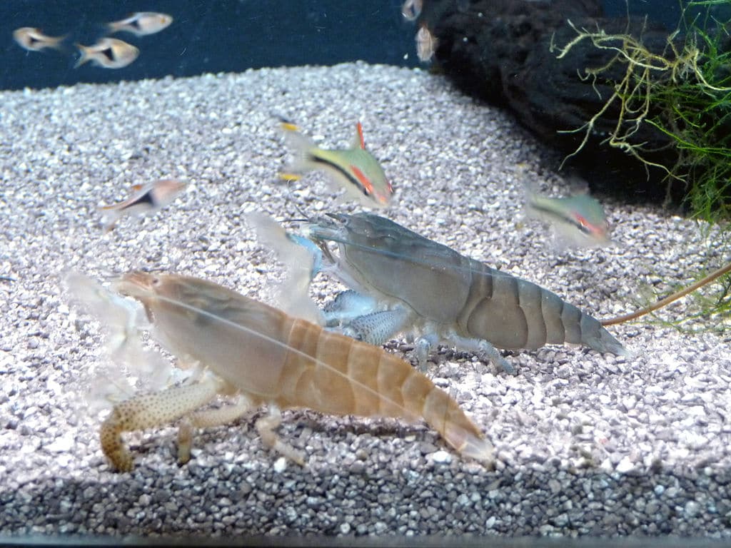 Freshwater Shrimp Chart