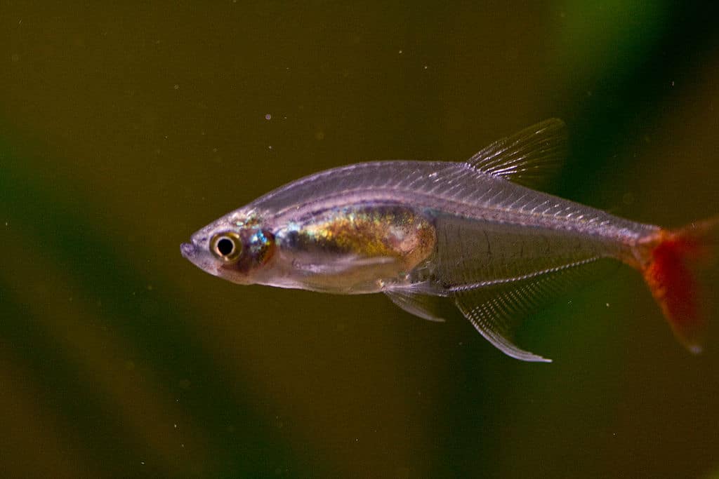 Bloodfin Tetra