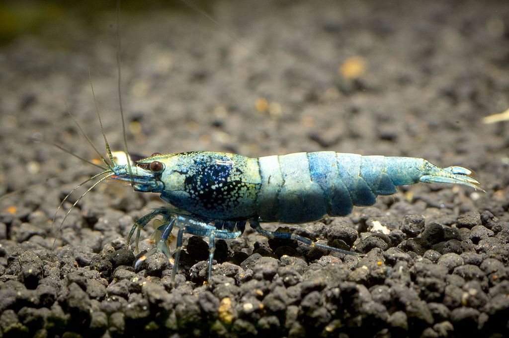 Blue Bolt Shrimp