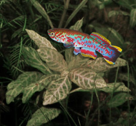 Blue Gularis Killifish