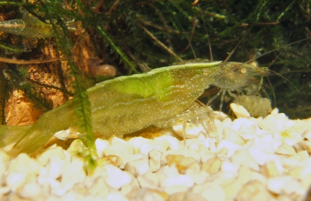 Caridina babulti