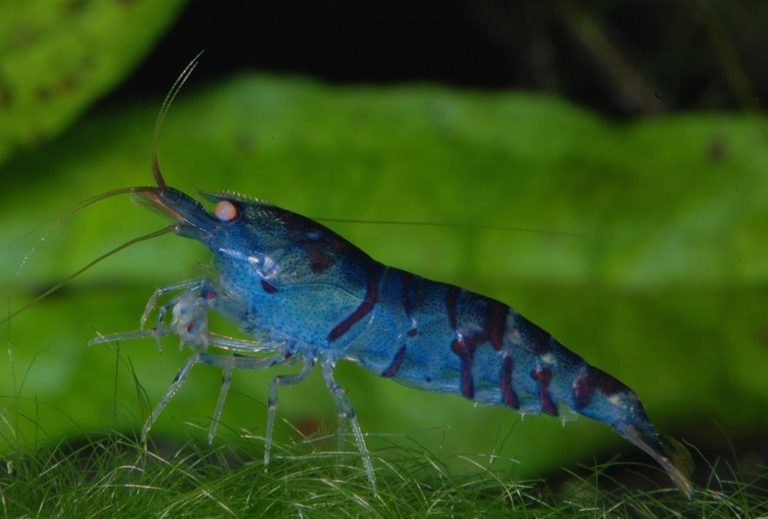 15 espèces de crevettes D