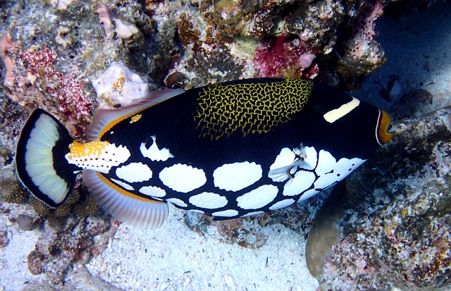 Clown Triggerfish