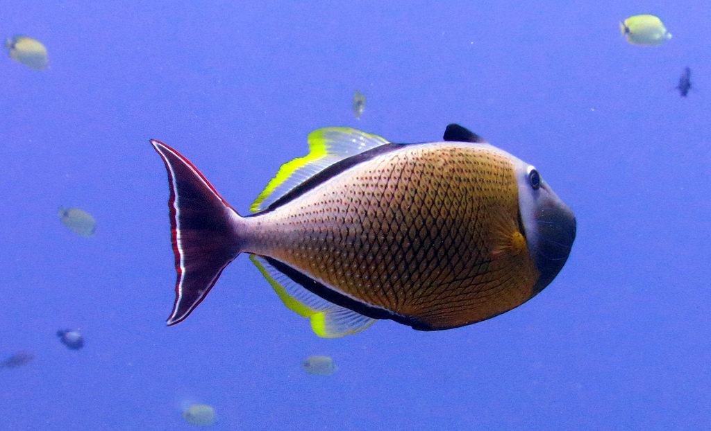 Crosshatch Triggerfish