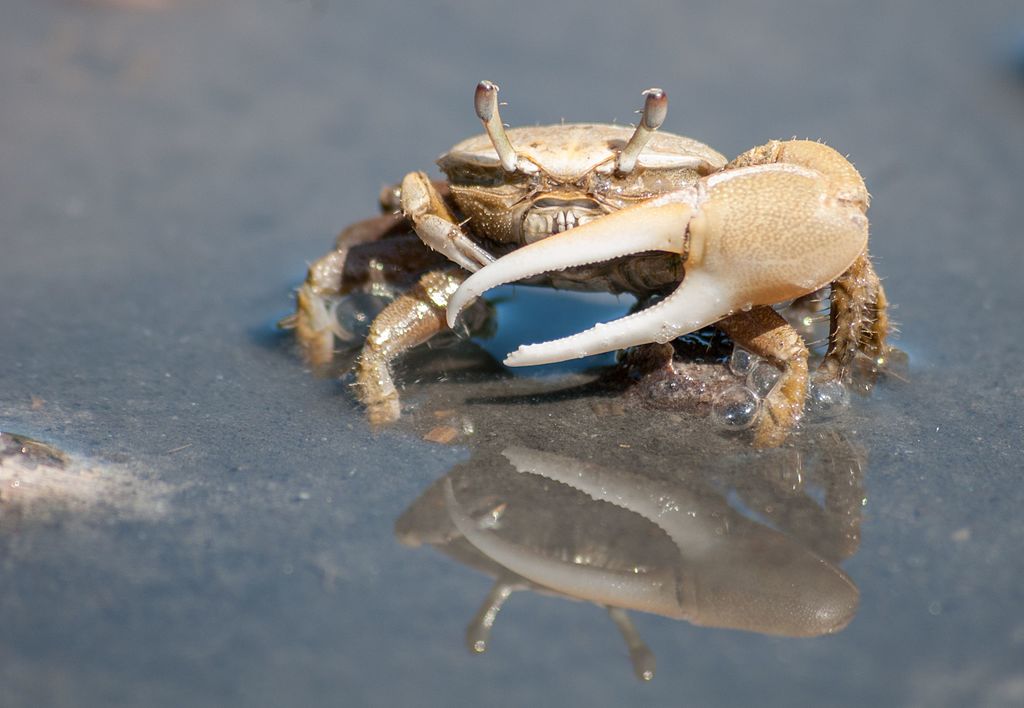 Fiddler Crab