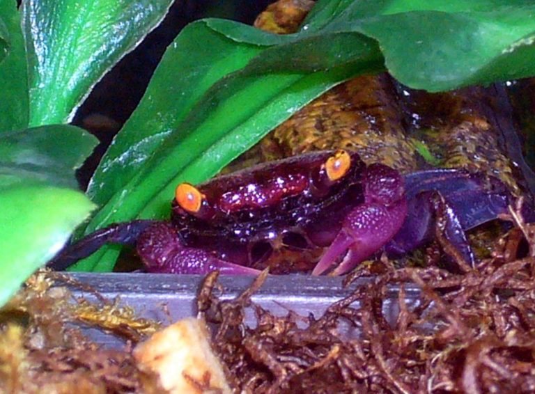 11 Awesome Freshwater Crabs for Your Aquarium (With Pictures)