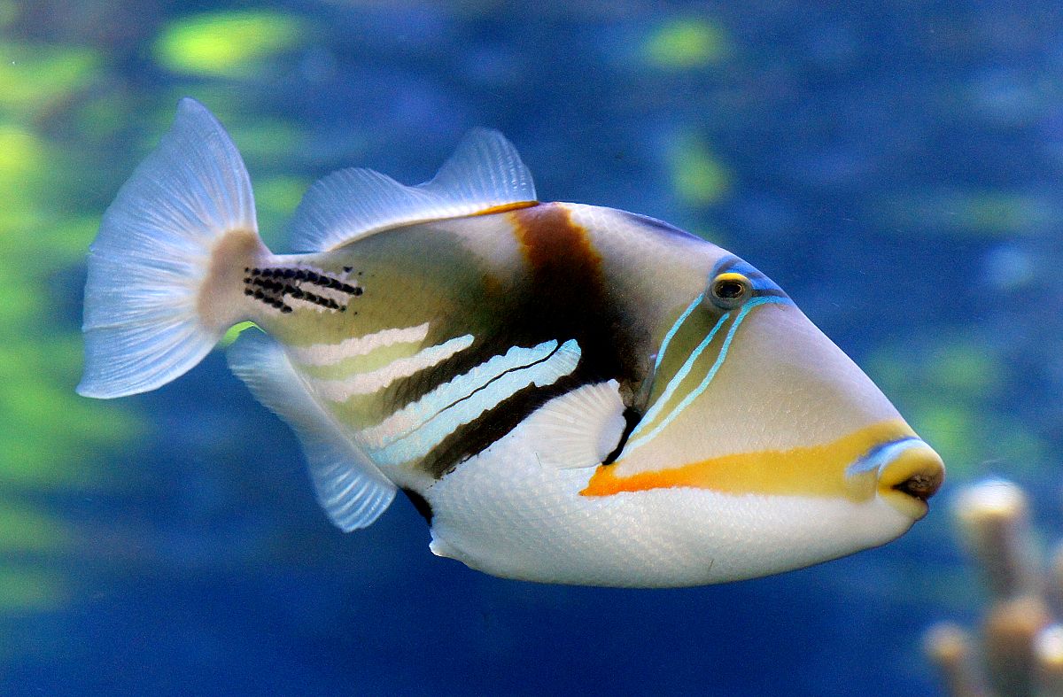 Lagoon Triggerfish