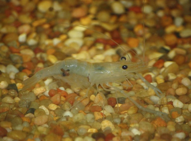 15 Popular Freshwater Shrimp Species (With Pictures) Complete Guide