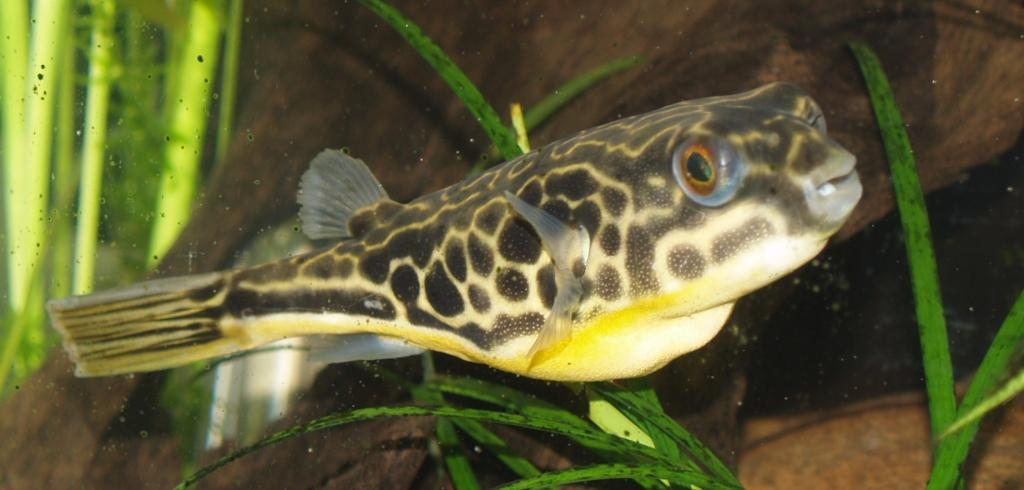 freshwater puffer types