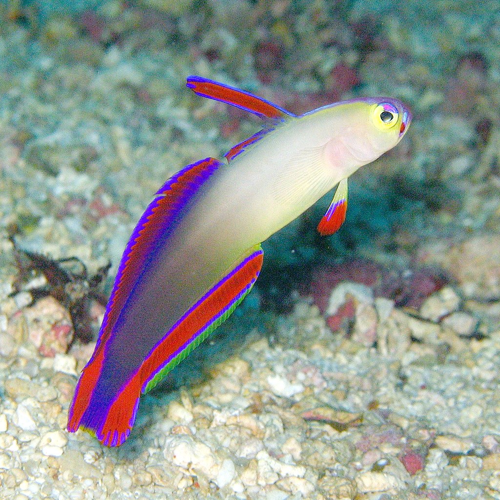 firefish goby
