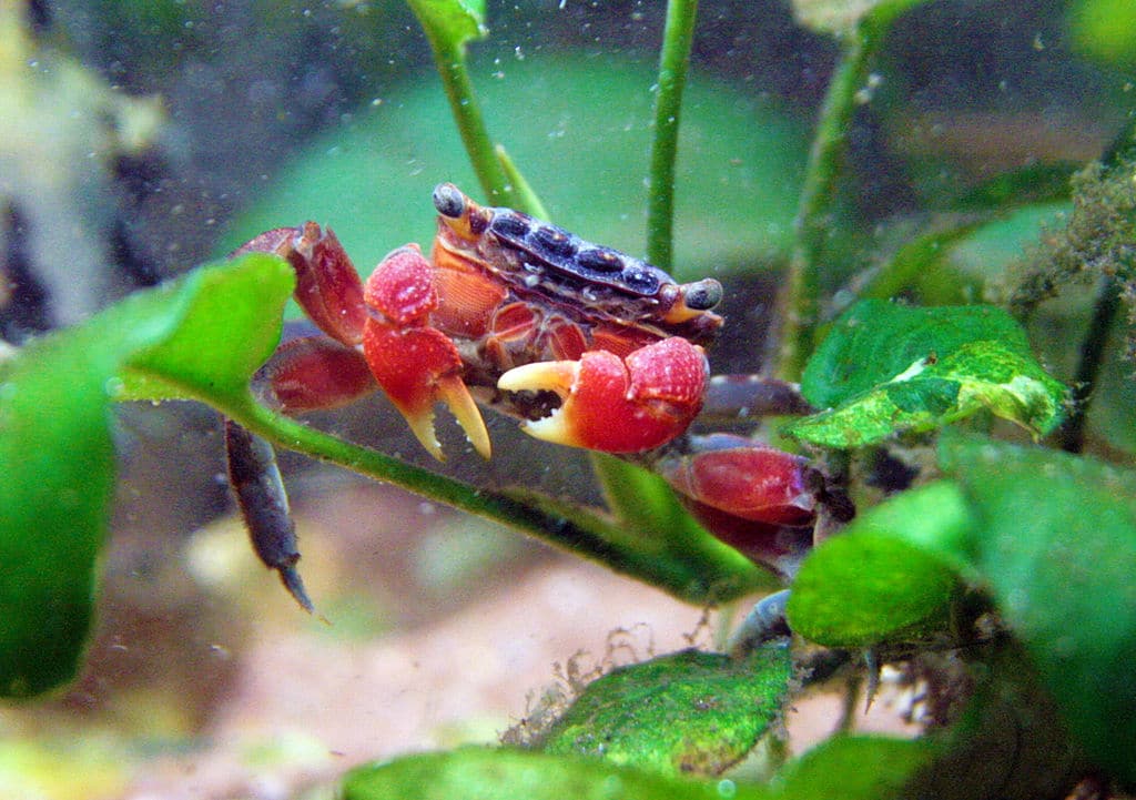 red claw crab