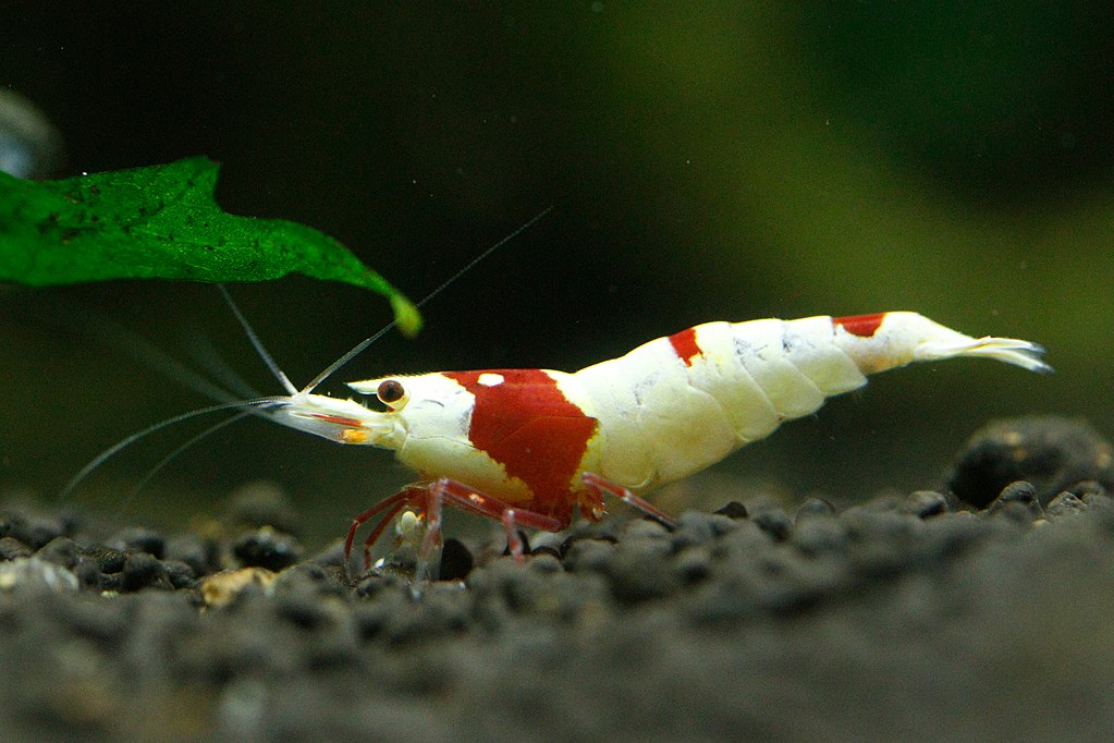 Pinto Shrimp