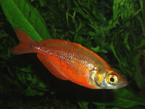 Red Rainbowfish