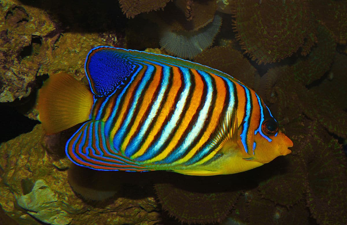 Regal Angelfish